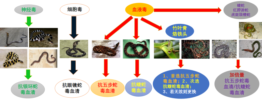 常見毒蛇與對(duì)應(yīng)血清