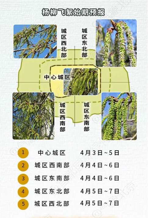 北京疾控提醒您 進(jìn)入楊柳飛絮期 如何科學(xué)防護(hù)？