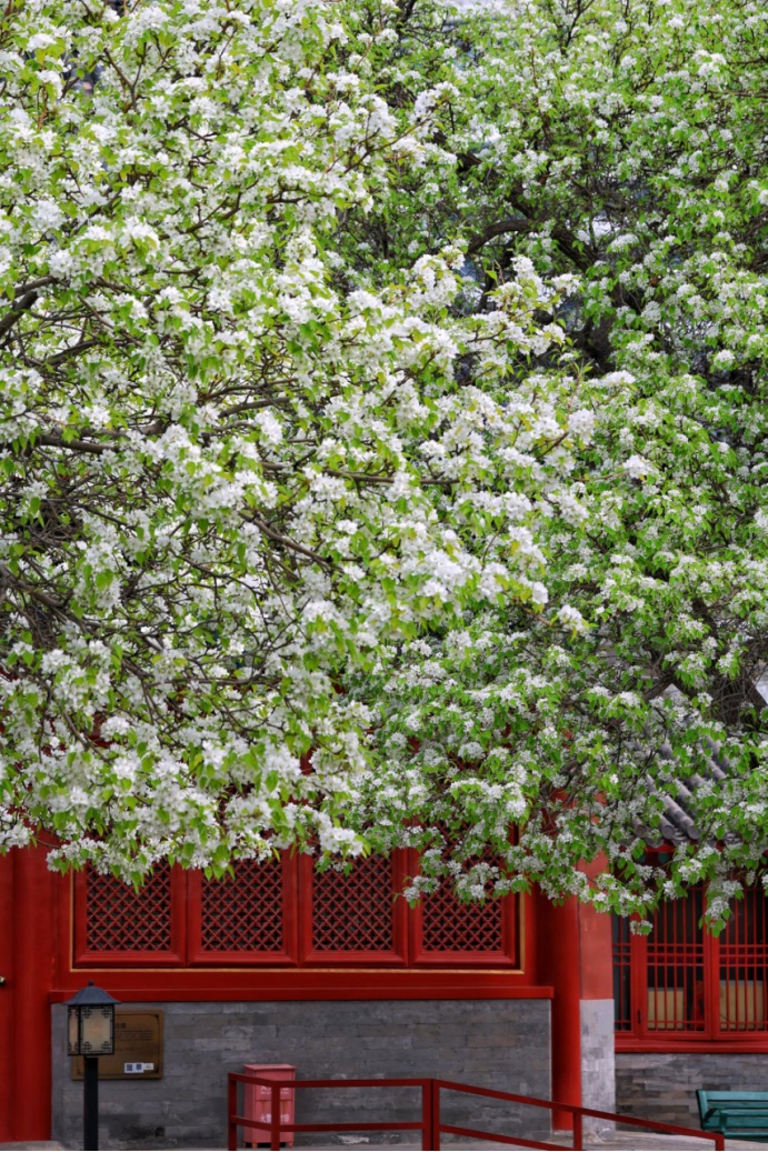 門票每日限量！北京賞梨花“天花板”，記得提前預約——