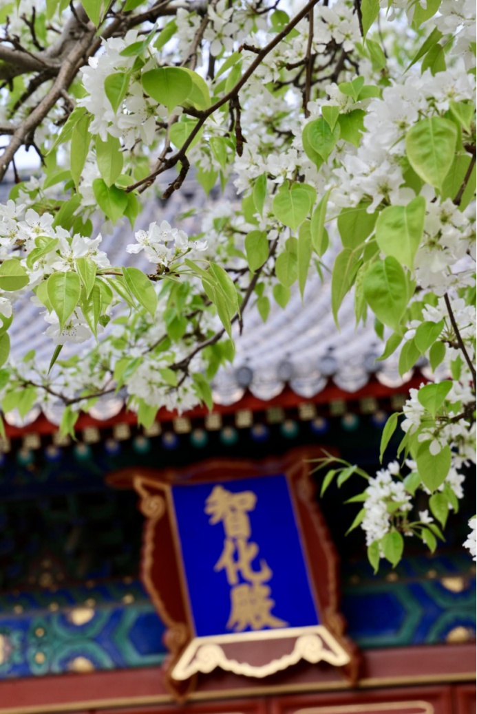 門票每日限量！北京賞梨花“天花板”，記得提前預約——