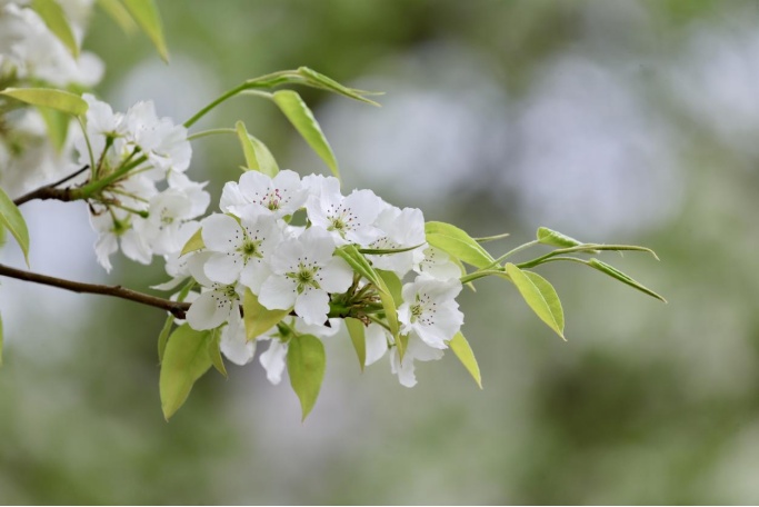 門票每日限量！北京賞梨花“天花板”，記得提前預約——