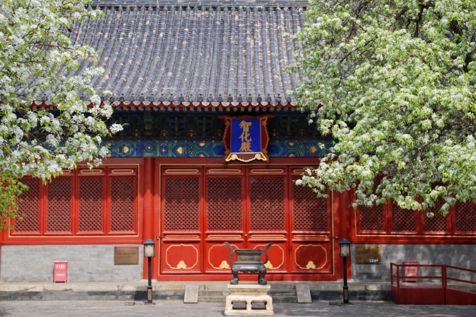 門票每日限量！北京賞梨花“天花板”，記得提前預約——