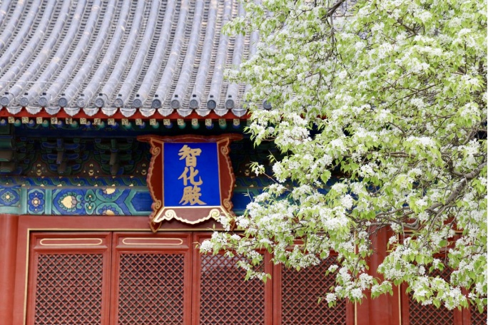 門票每日限量！北京賞梨花“天花板”，記得提前預約——