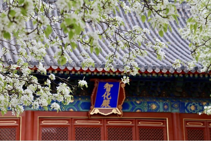 門票每日限量！北京賞梨花“天花板”，記得提前預約——