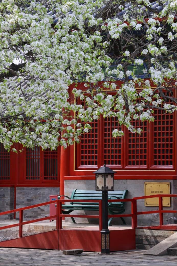 門票每日限量！北京賞梨花“天花板”，記得提前預約——
