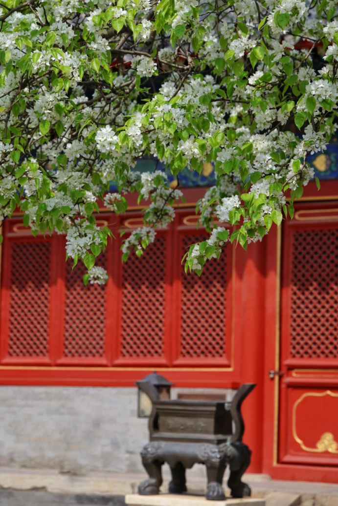 門票每日限量！北京賞梨花“天花板”，記得提前預約——