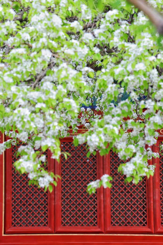 門票每日限量！北京賞梨花“天花板”，記得提前預約——