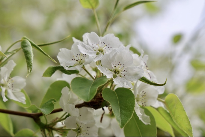 門票每日限量！北京賞梨花“天花板”，記得提前預約——