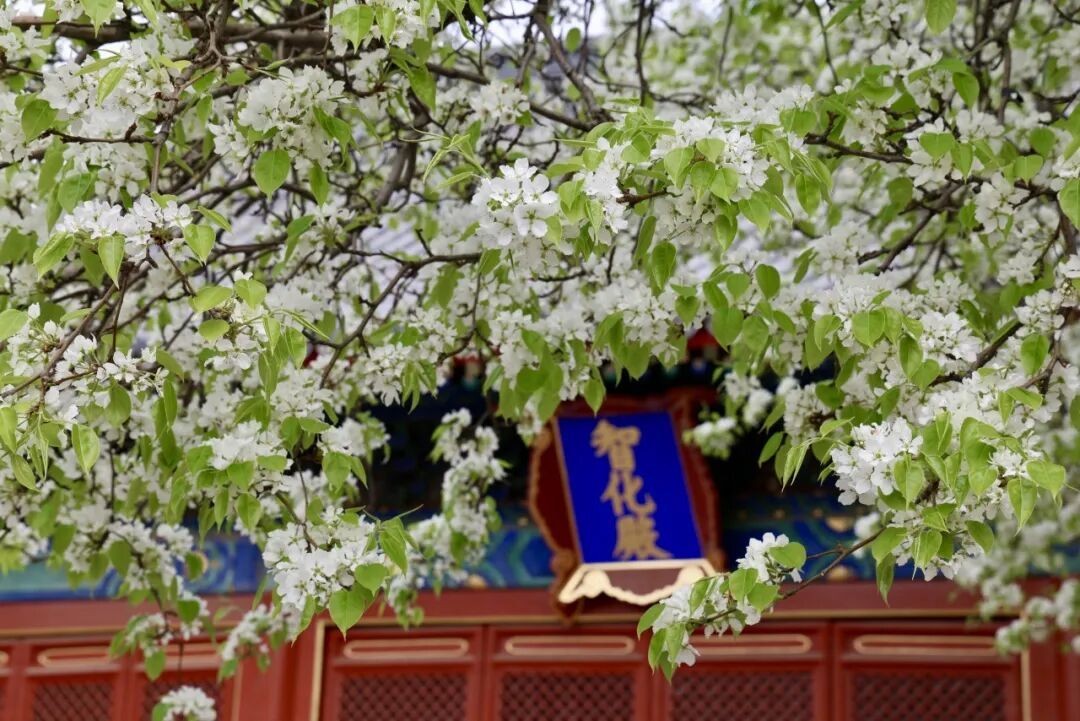 門票每日限量！北京賞梨花“天花板”，記得提前預約——