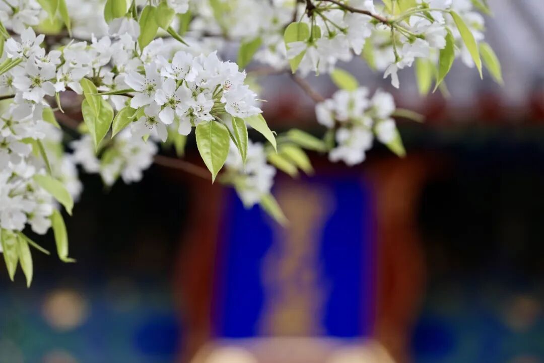 門票每日限量！北京賞梨花“天花板”，記得提前預約——