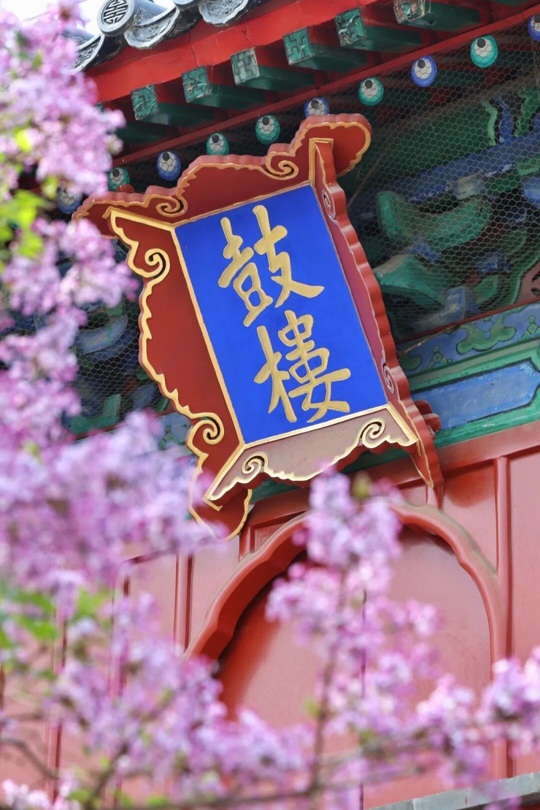 門票每日限量！北京賞梨花“天花板”，記得提前預約——