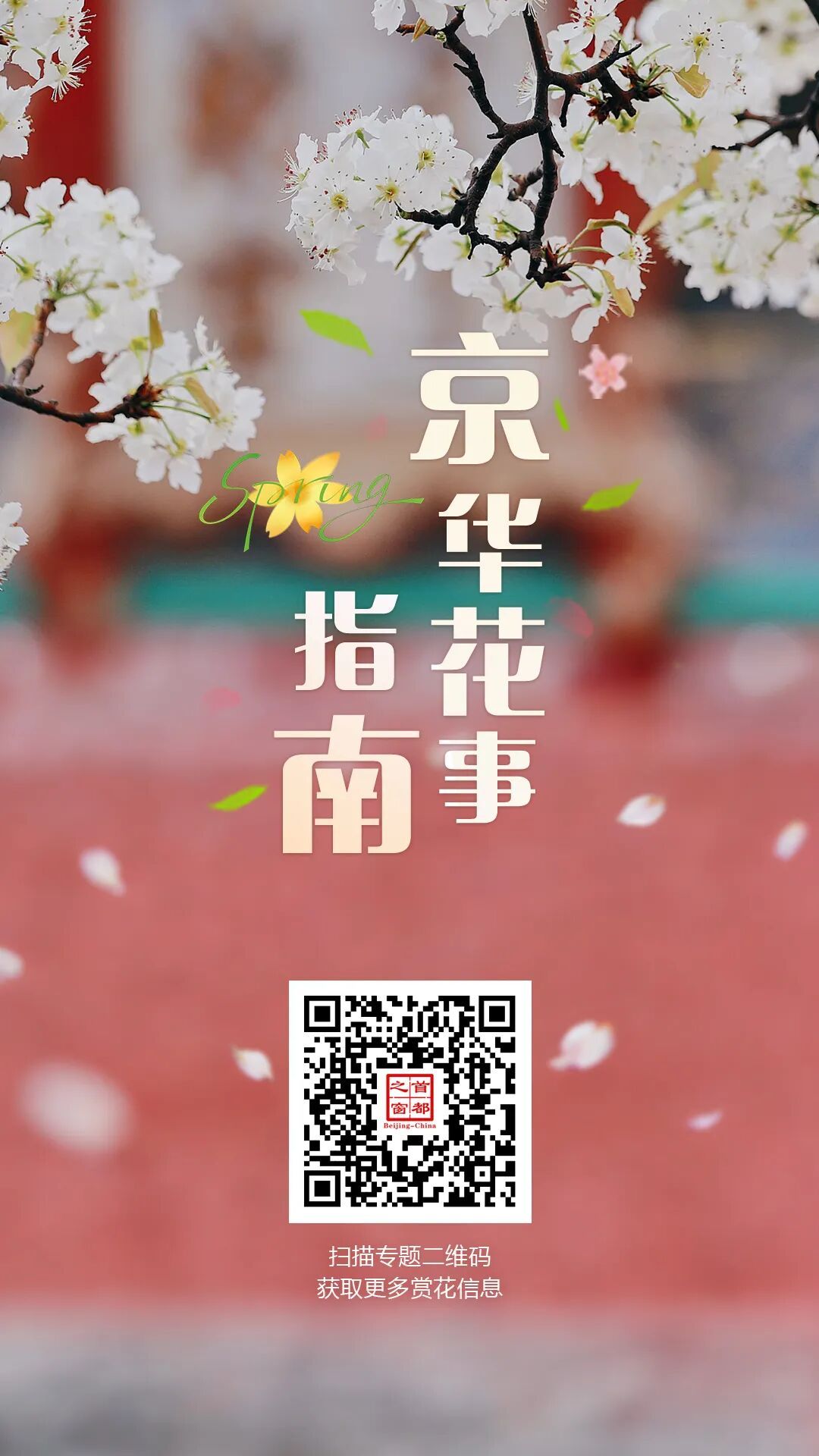 門票每日限量！北京賞梨花“天花板”，記得提前預約——