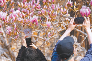 二喬玉蘭進(jìn)入最佳觀賞期，吸引很多游客拍照。