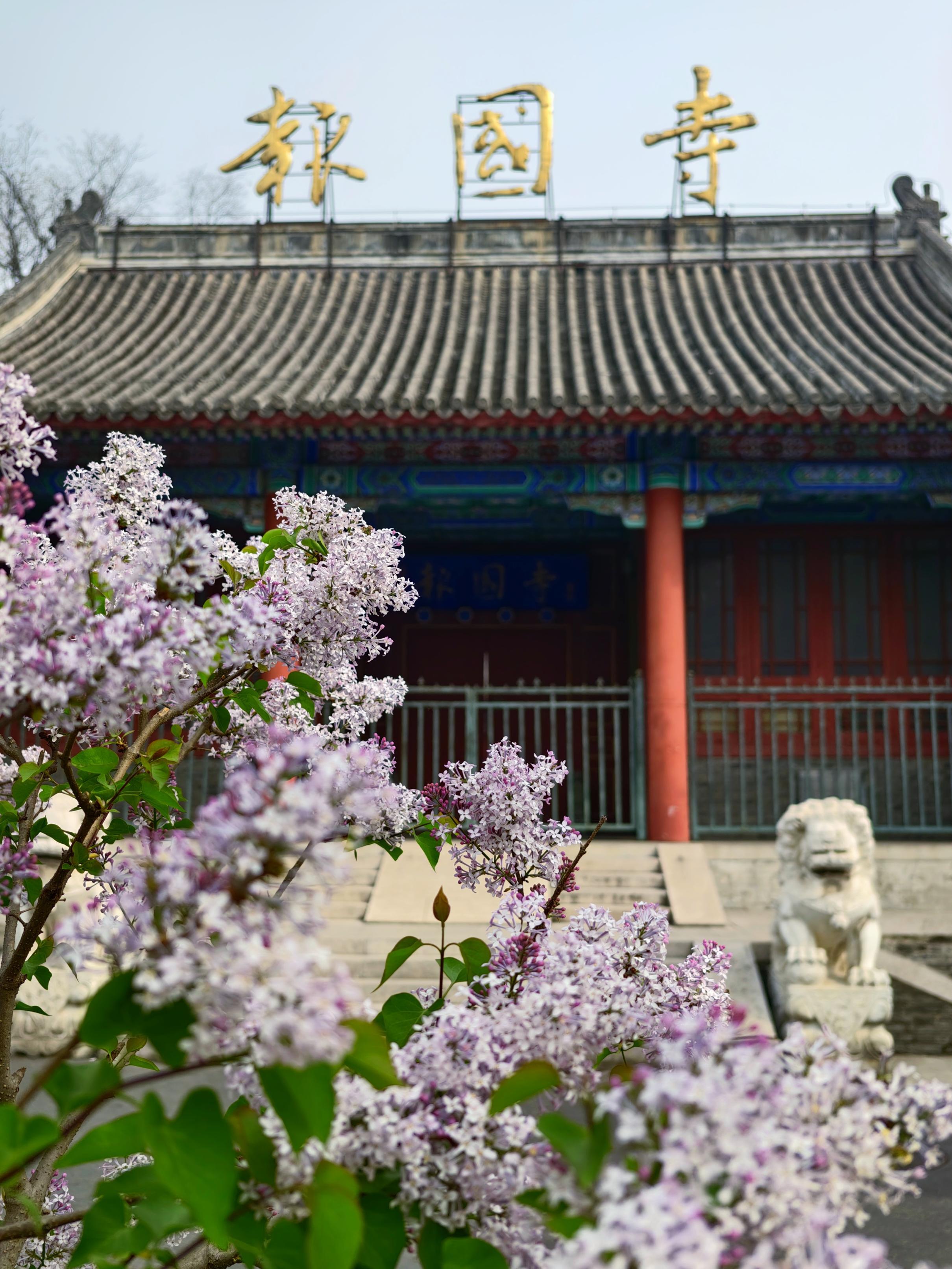 護(hù)國寺古剎已繁花成云！千年時(shí)光在花影里緩緩流淌