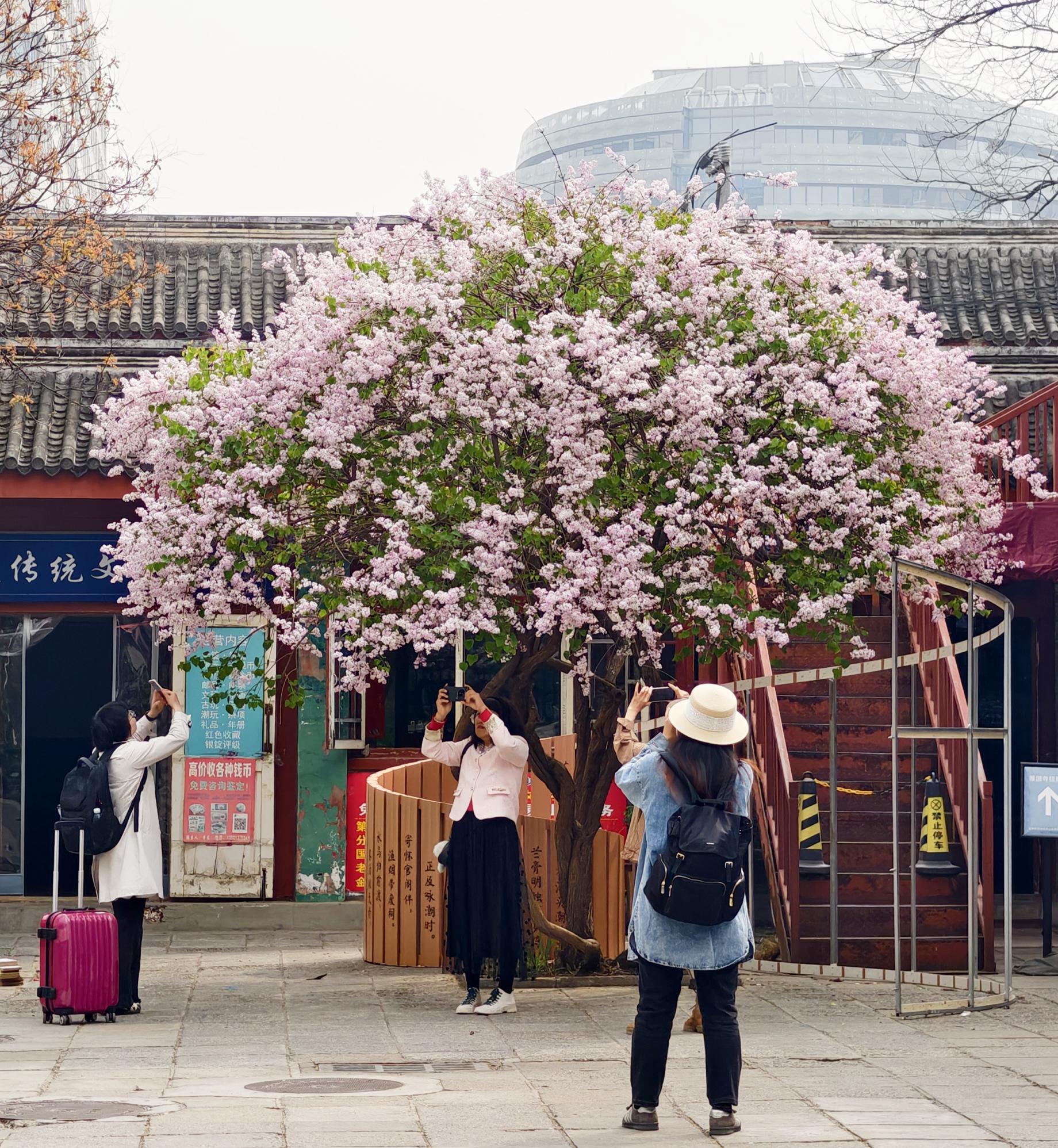 護(hù)國寺古剎已繁花成云！千年時(shí)光在花影里緩緩流淌