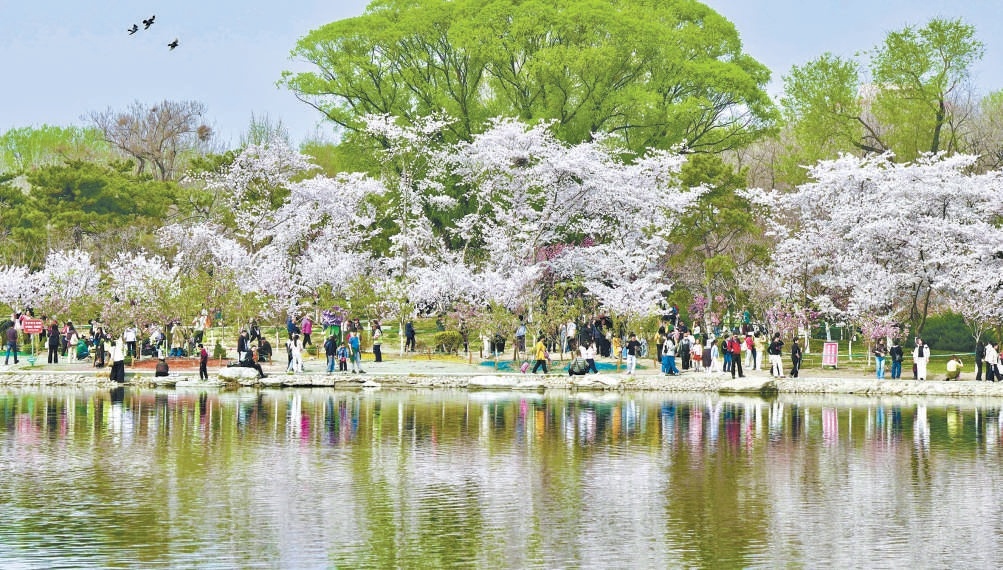 玉淵潭公園櫻花盛放，春意盎然，靜待市民游客觀賞。