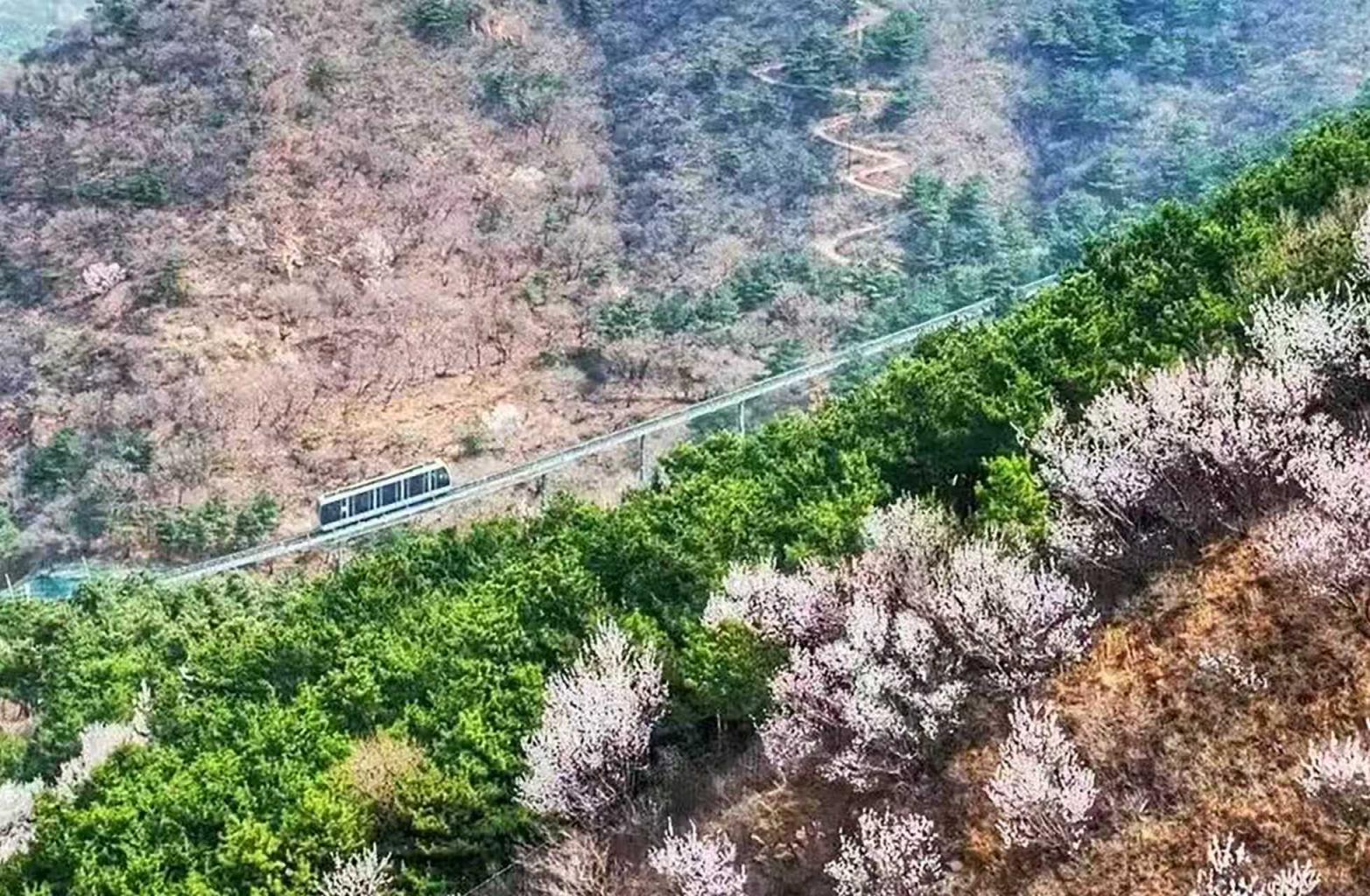 八達(dá)嶺山花爛漫！南四樓至南七樓正值最佳觀賞期