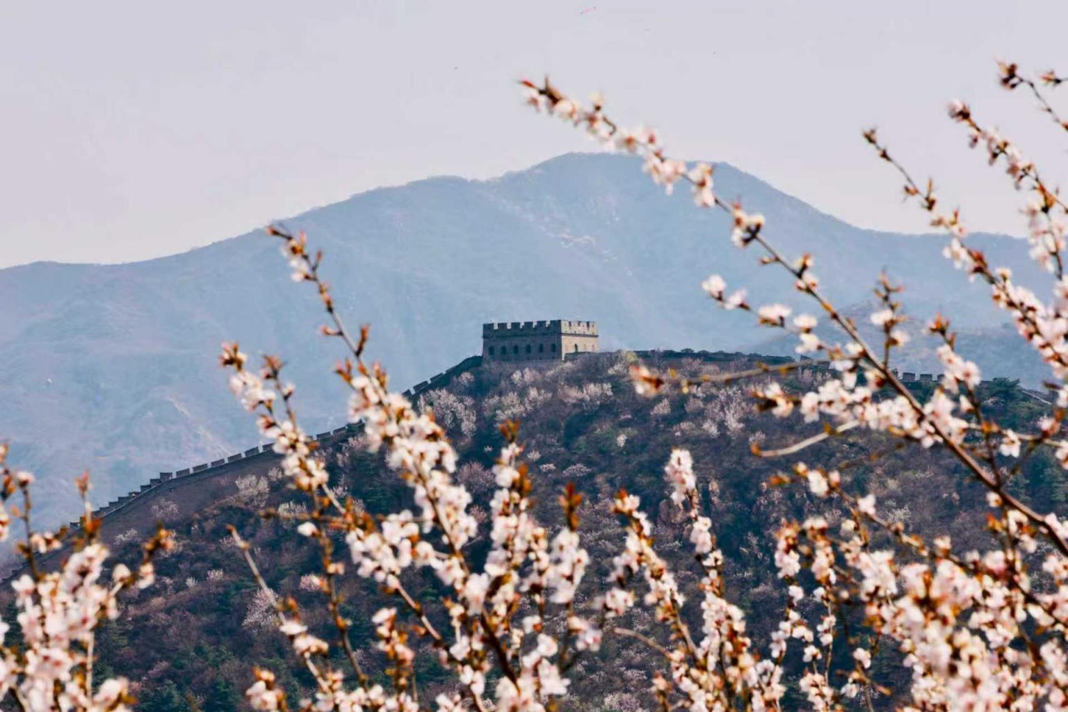 八達(dá)嶺山花爛漫！南四樓至南七樓正值最佳觀賞期