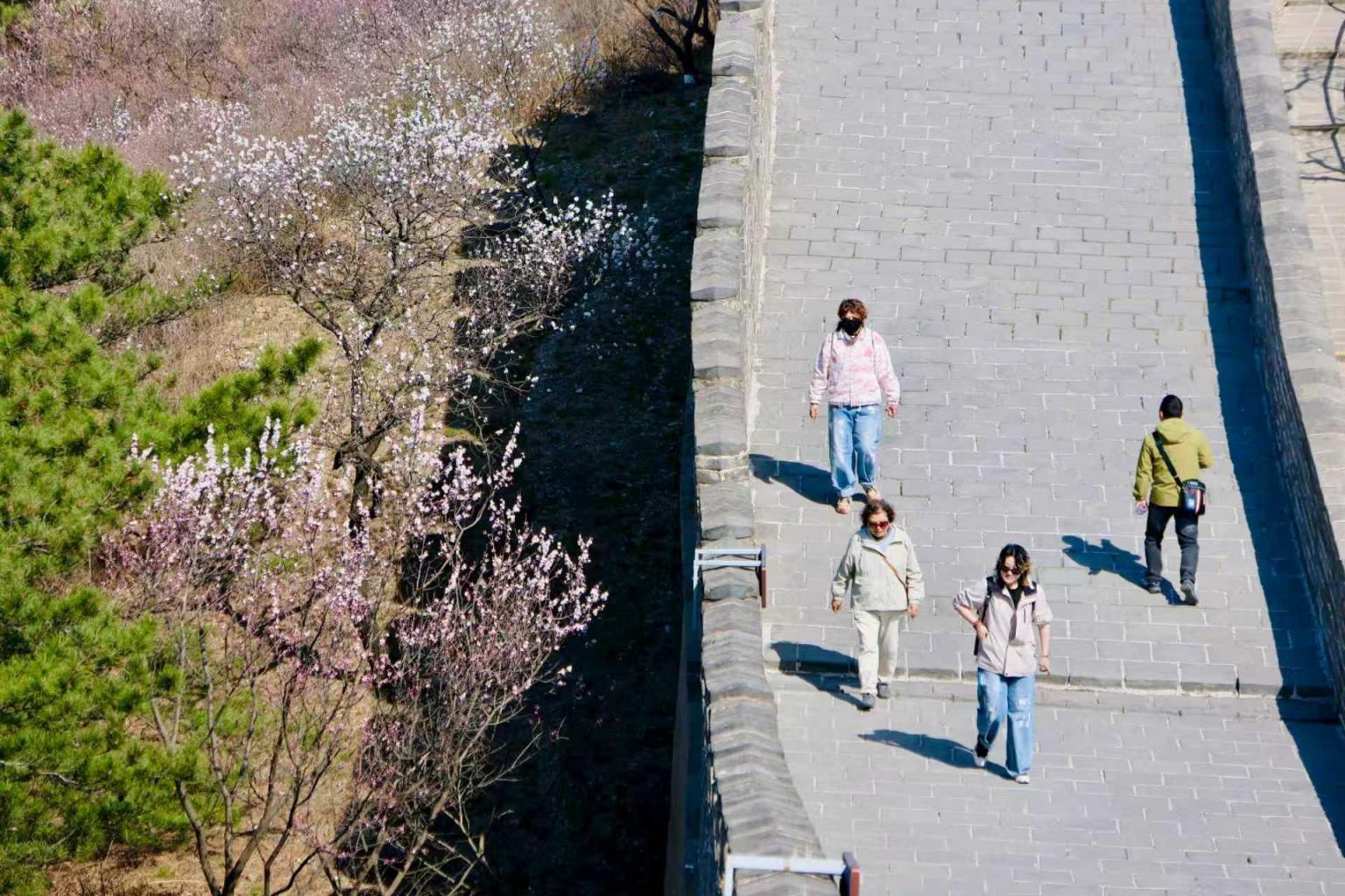 八達(dá)嶺山花爛漫！南四樓至南七樓正值最佳觀賞期
