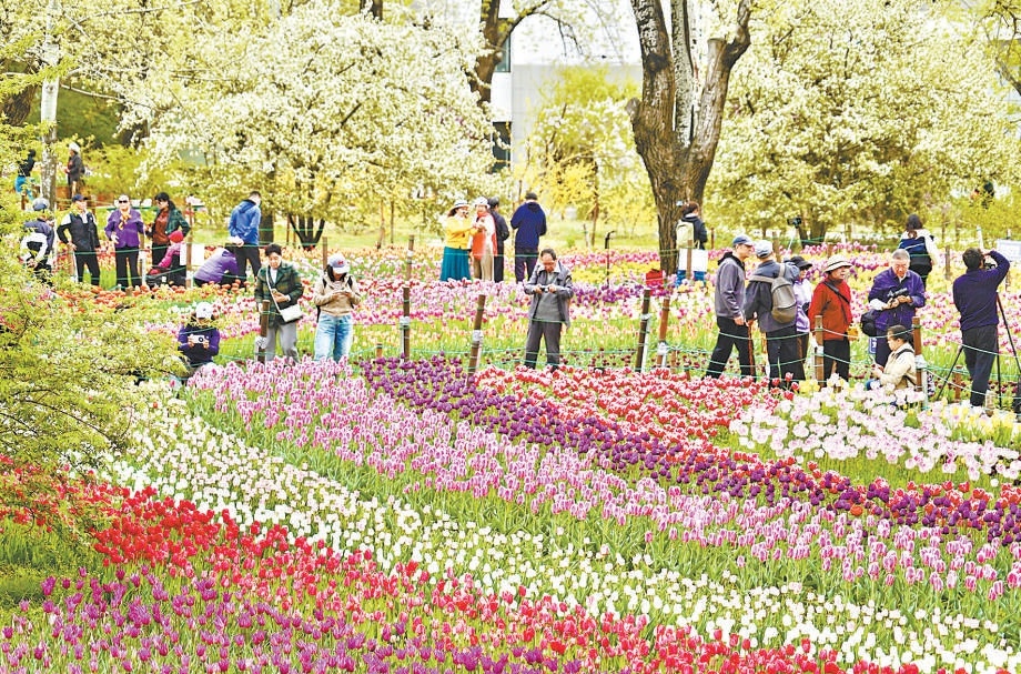 國(guó)家植物園8000平方米郁金香花海進(jìn)入最佳觀賞期。