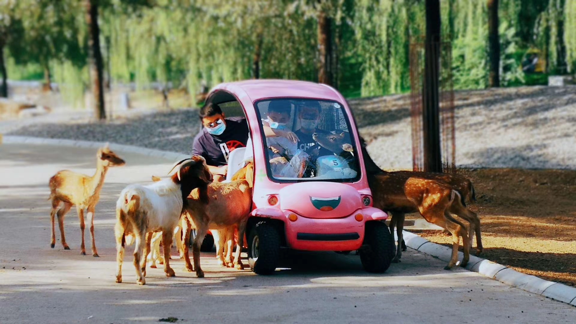 北京大興野生動物園