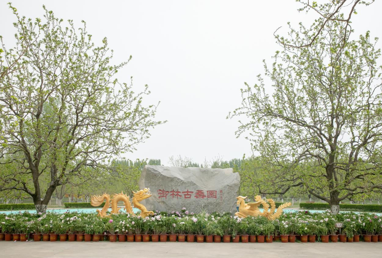 大興御林古大桑園