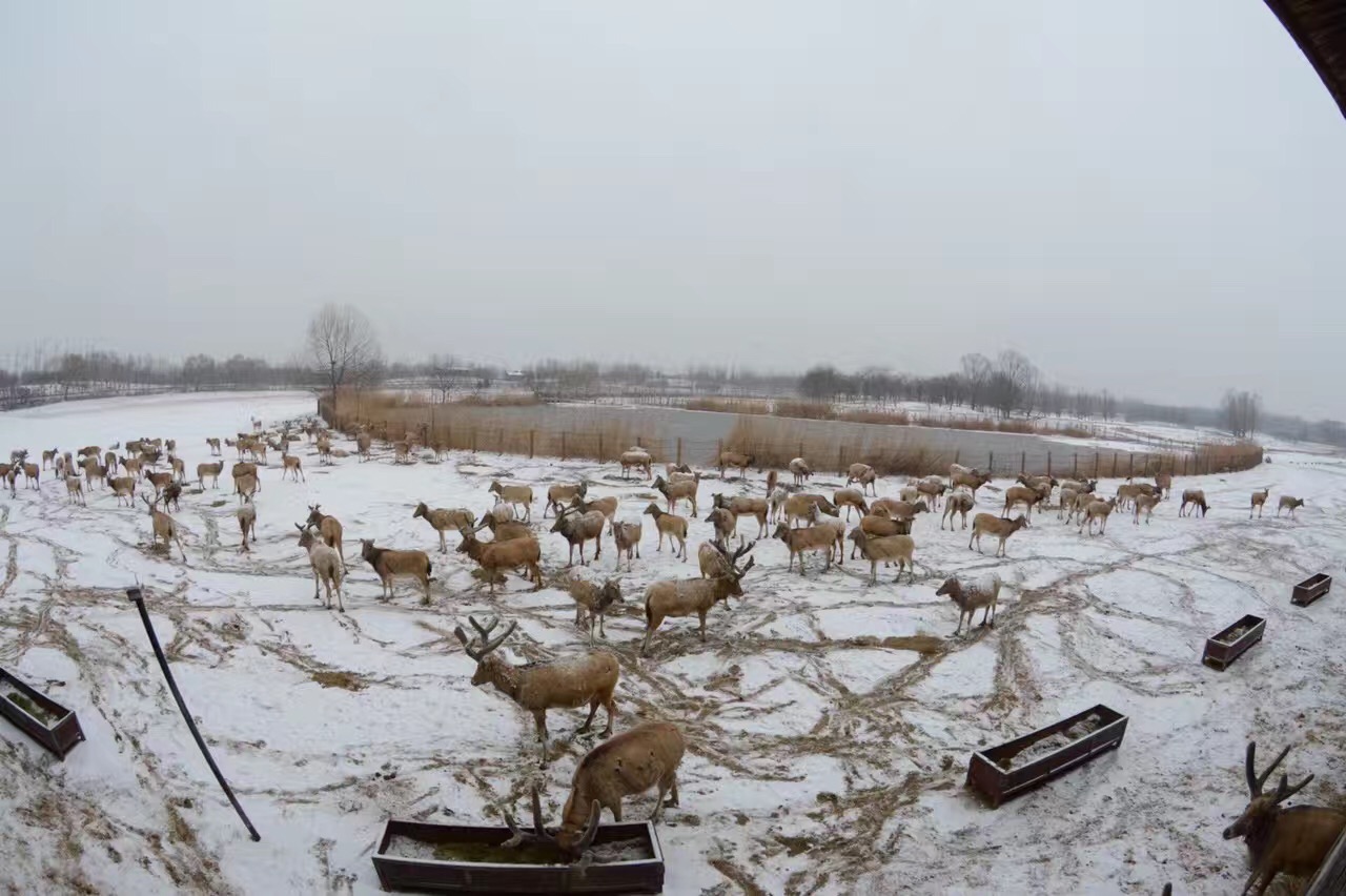 北京南海子麋鹿苑博物館