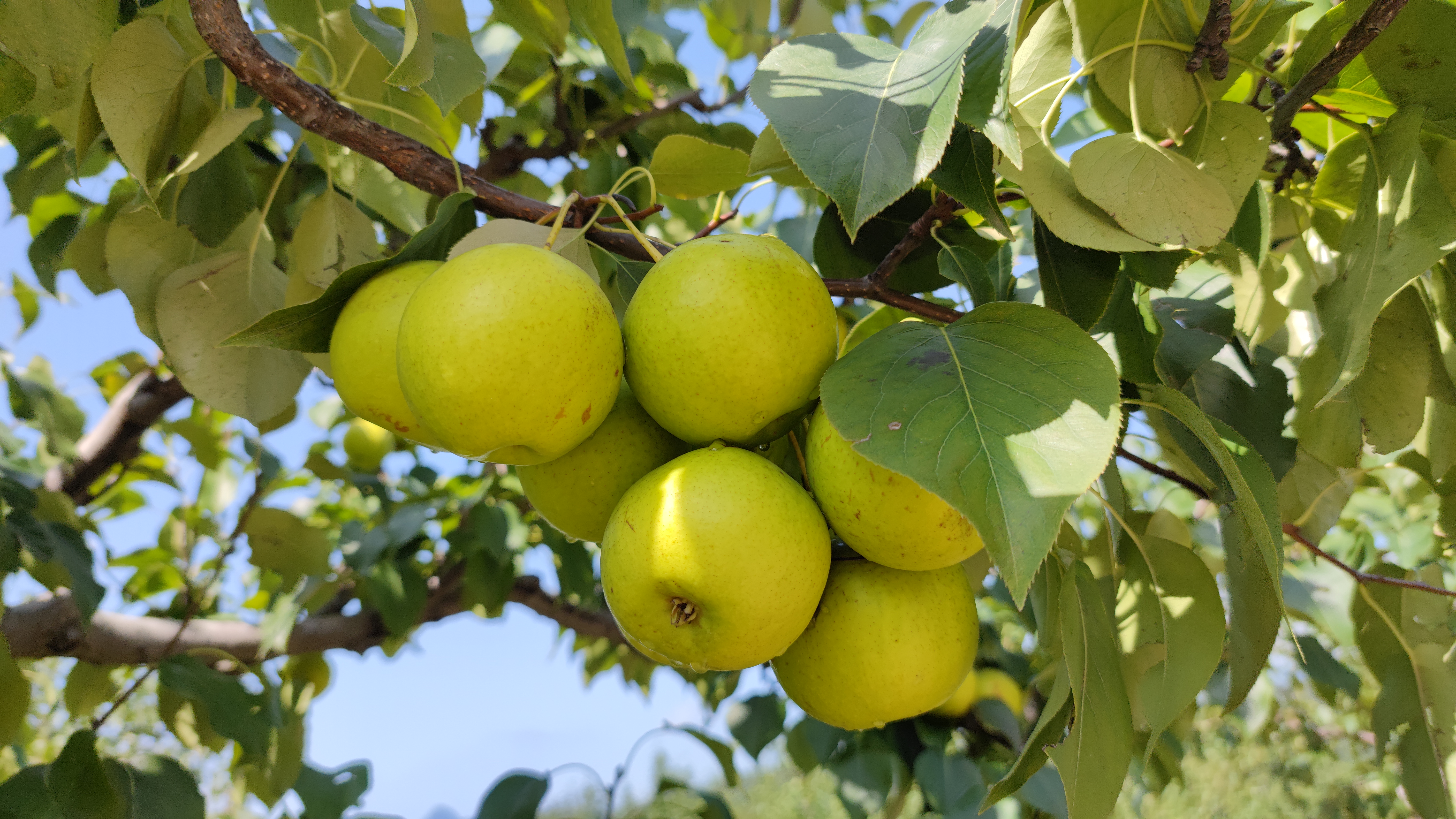 軍莊鎮(zhèn)京白梨