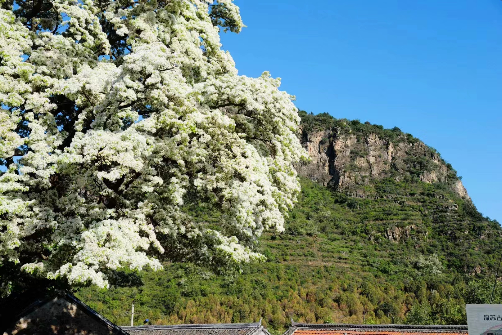 流蘇樹——云之嶺