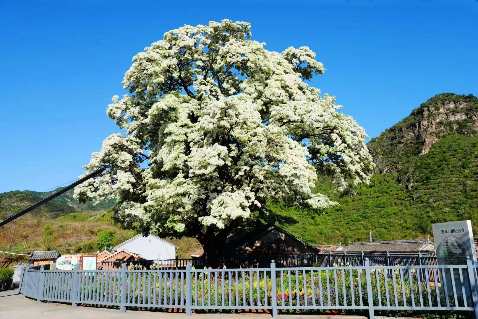 流蘇樹——云之嶺