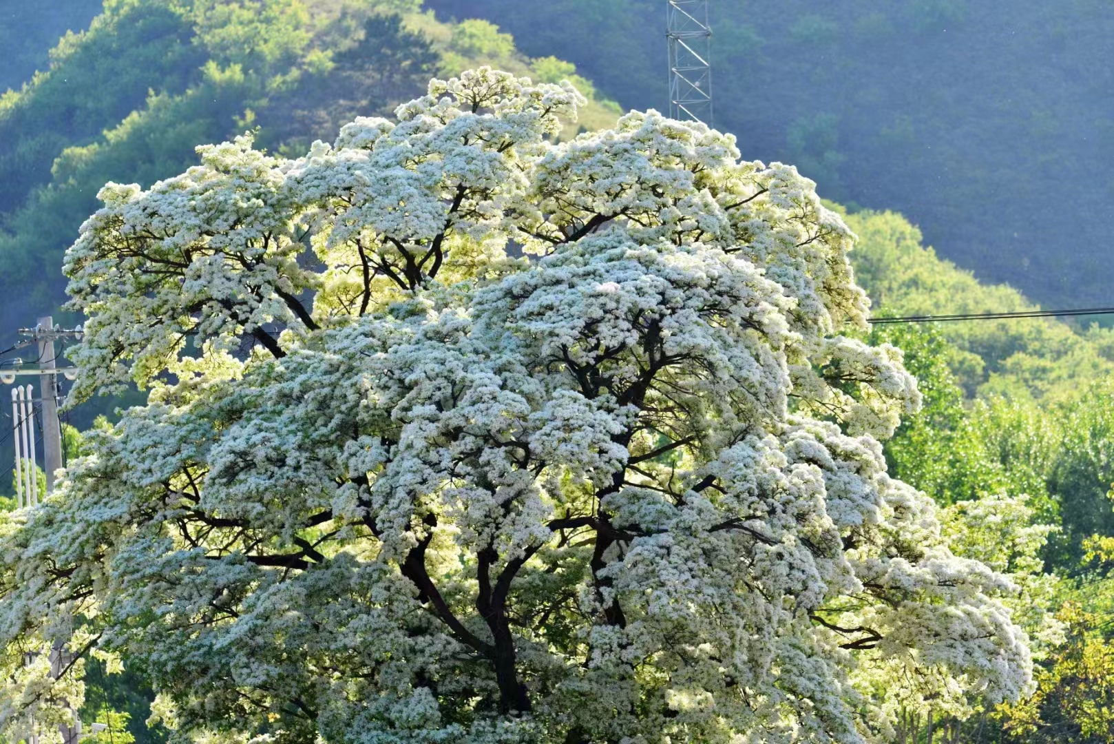 流蘇樹——云之嶺