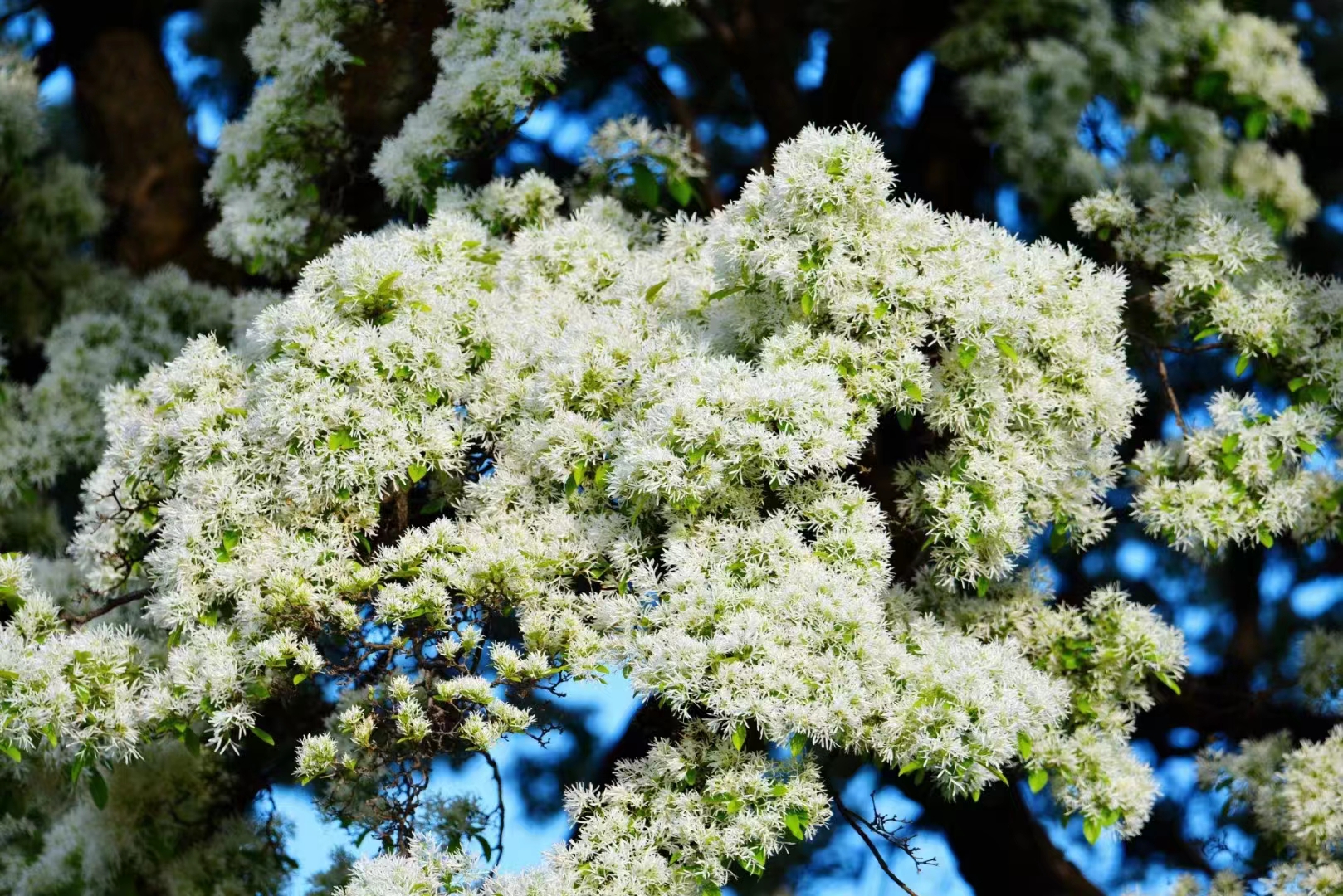 流蘇樹——云之嶺