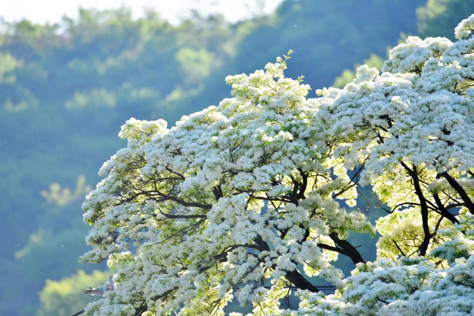 流蘇樹——云之嶺