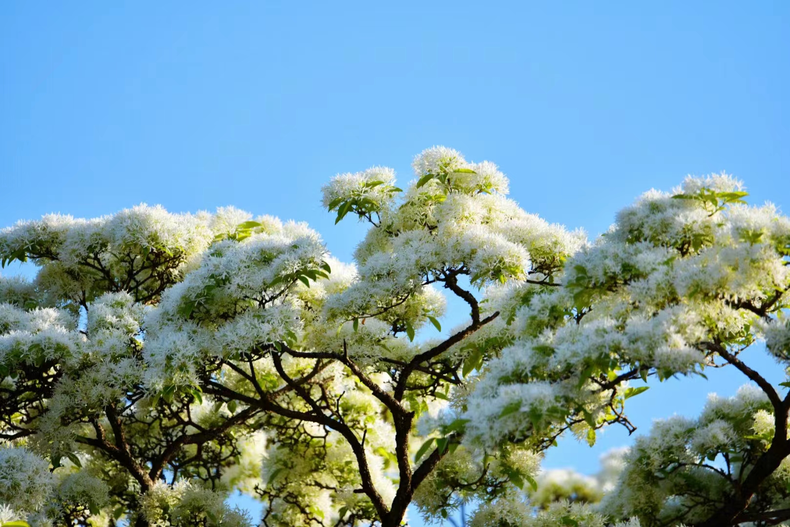 流蘇樹——云之嶺