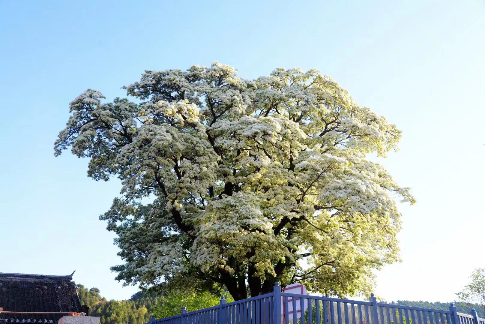 流蘇樹——云之嶺