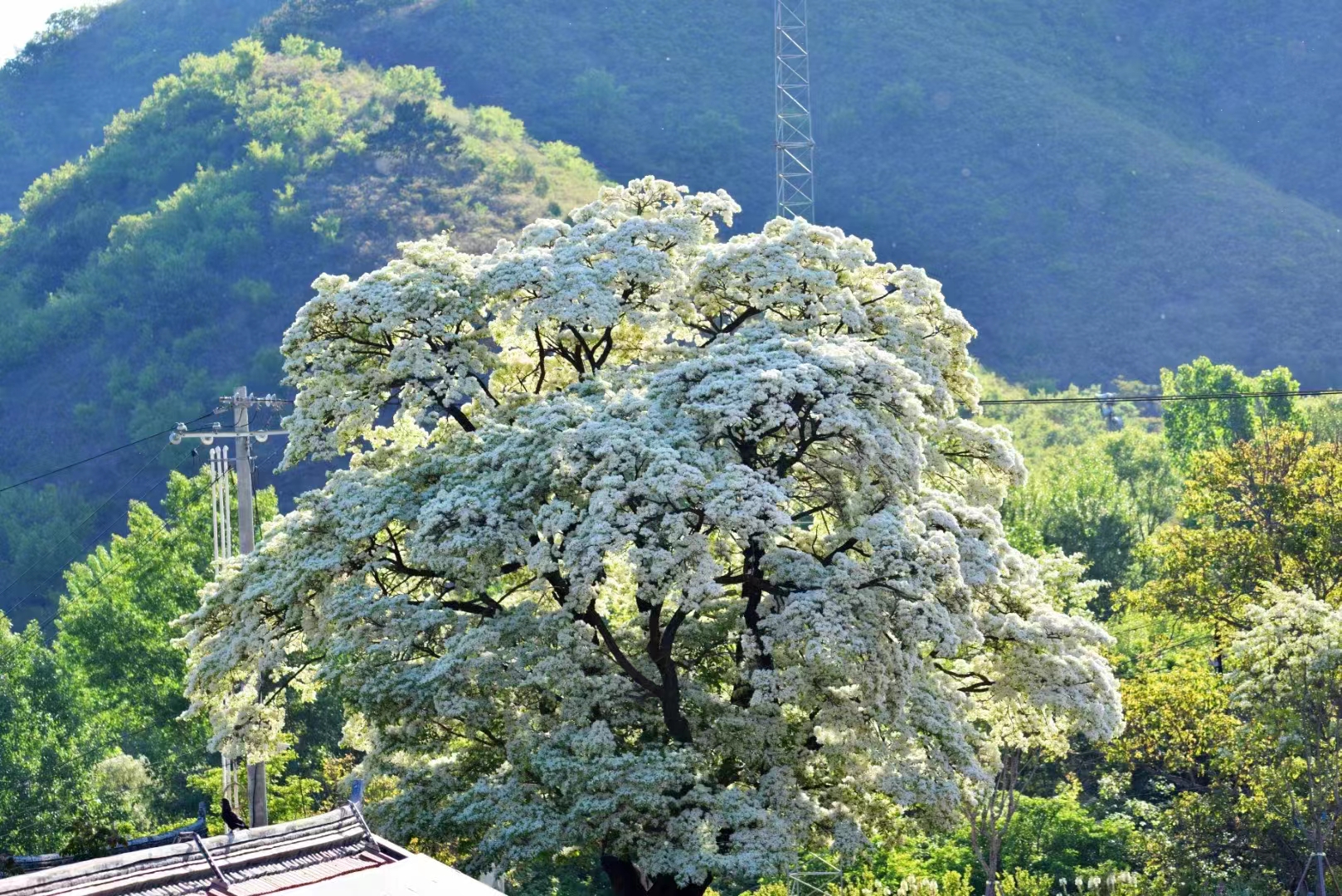 流蘇樹——云之嶺