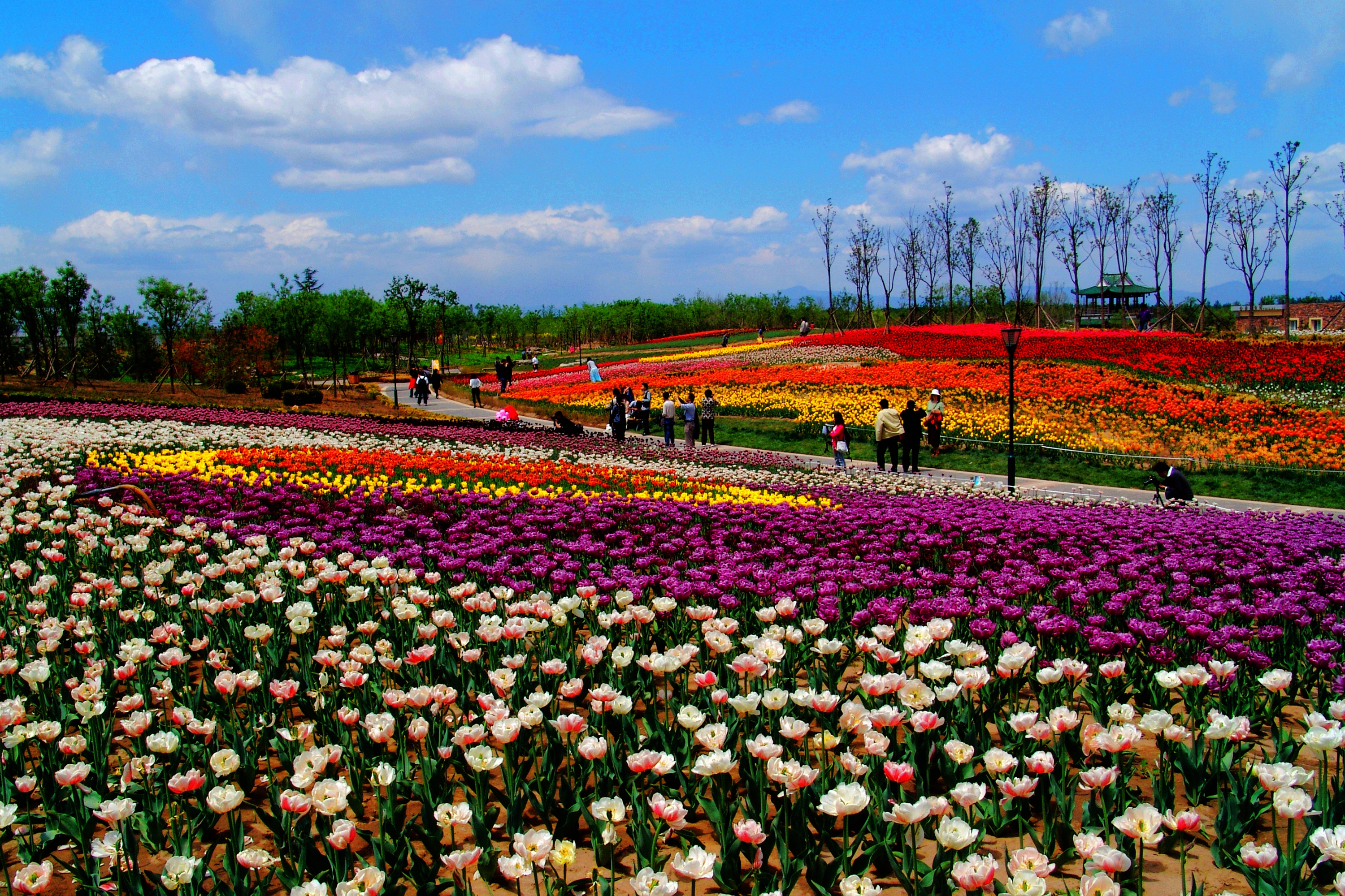 北京國際鮮花港