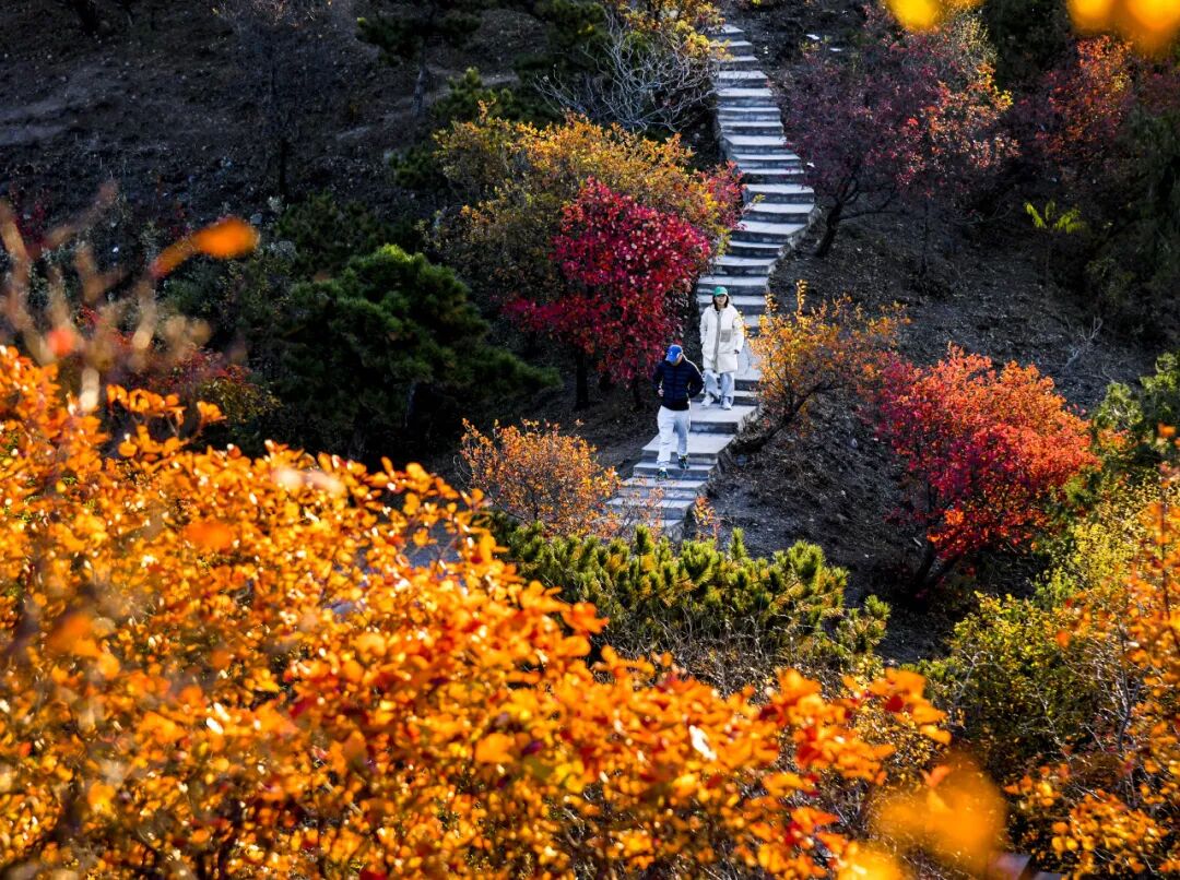 初秋→深秋，昌平這7條賞秋線路必沖