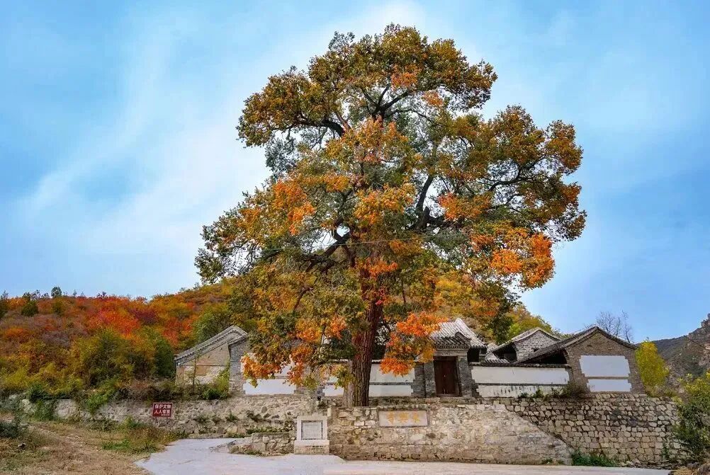 初秋→深秋，昌平這7條賞秋線路必沖