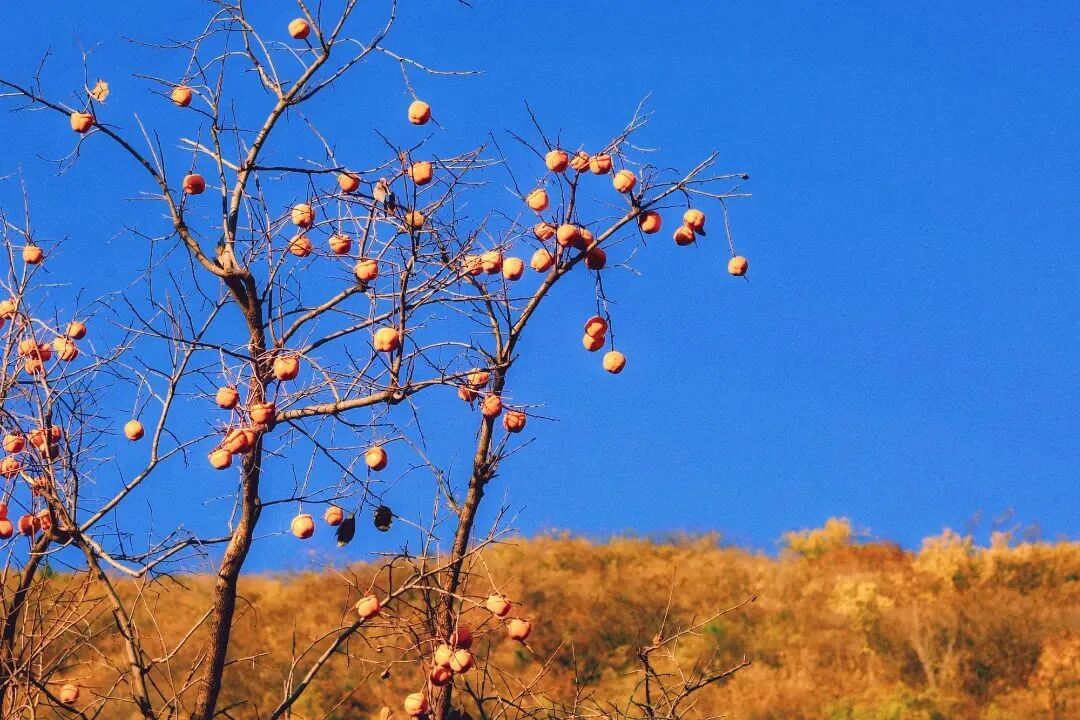初秋→深秋，昌平這7條賞秋線路必沖