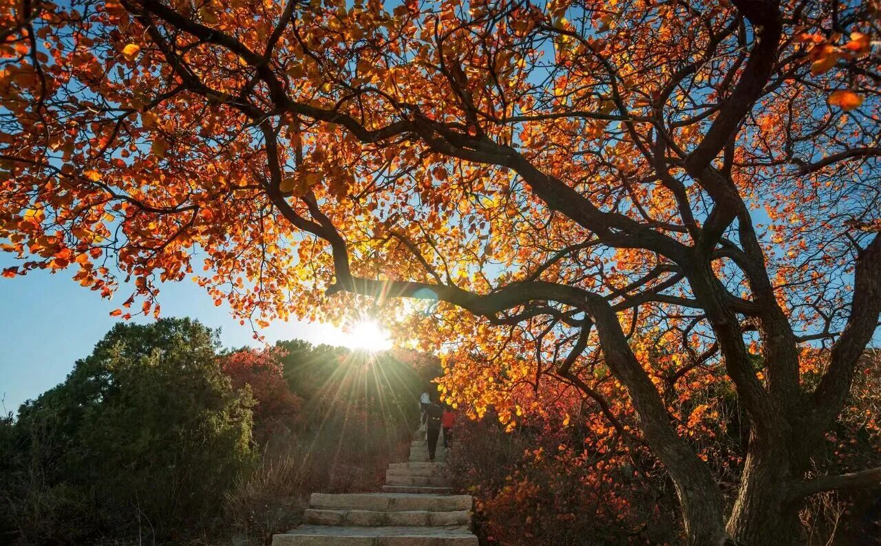 秋日宜登高 寶藏登山賞秋路線(xiàn)推薦