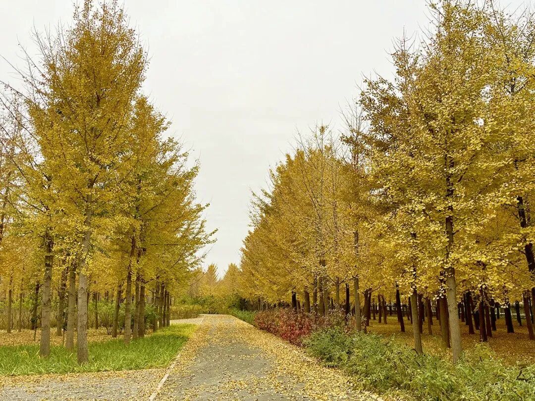 順義秋日精品線 從銀杏到淺山的斑斕之旅