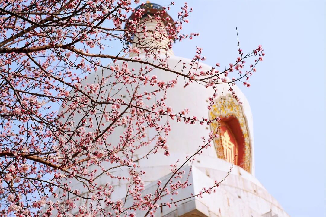 北京公園的花開了！6條路線 景好人少