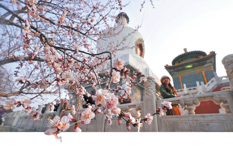 北海公園瓊華島的山桃與白塔形成經(jīng)典畫卷。