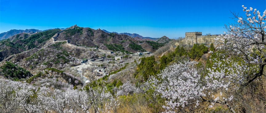 長(zhǎng)城花海上線！北京六段長(zhǎng)城春日賞花全攻略來了
