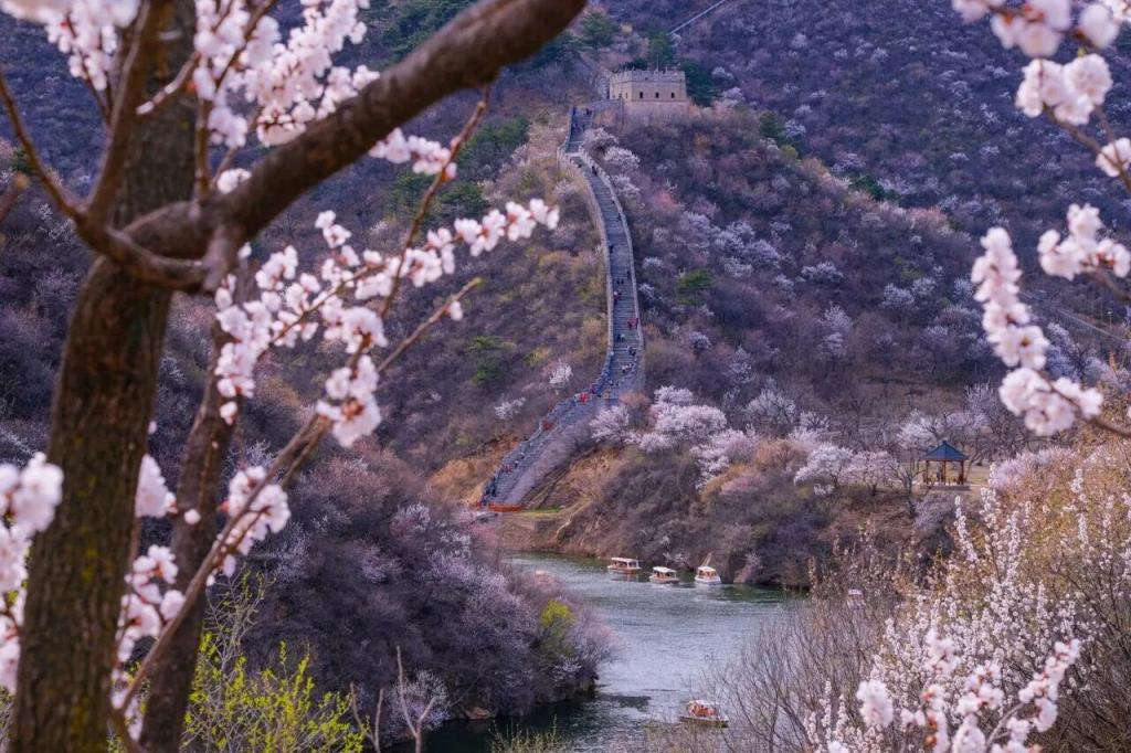 長(zhǎng)城花海上線！北京六段長(zhǎng)城春日賞花全攻略來了