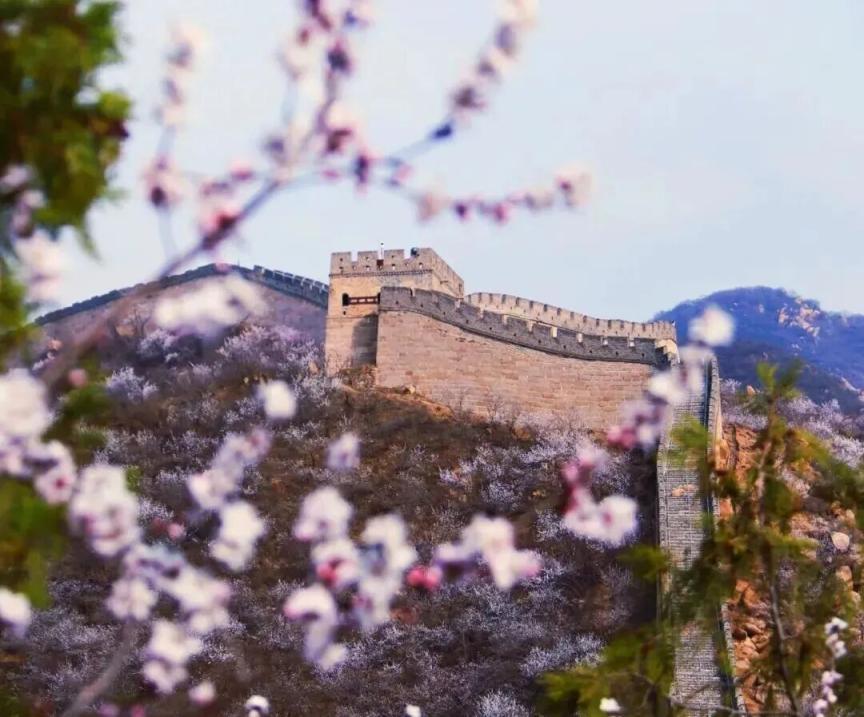 長(zhǎng)城花海上線！北京六段長(zhǎng)城春日賞花全攻略來了