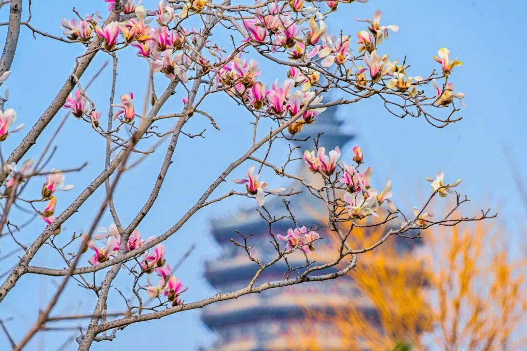 通州“運河大集”推出12條新線路，清明踏青正當(dāng)時~