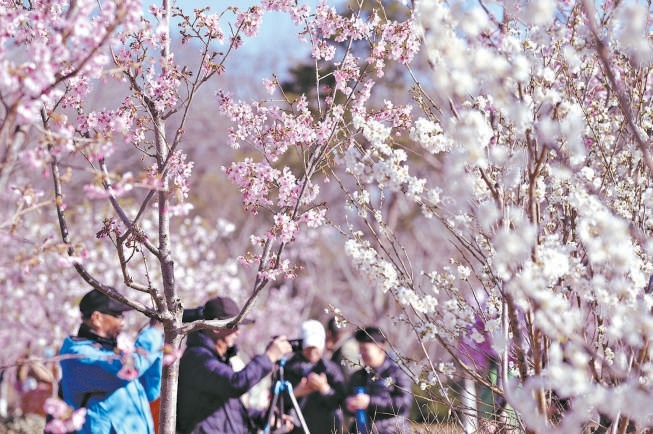 玉淵潭公園櫻花綻放，市民游客沉浸式打卡賞花。
