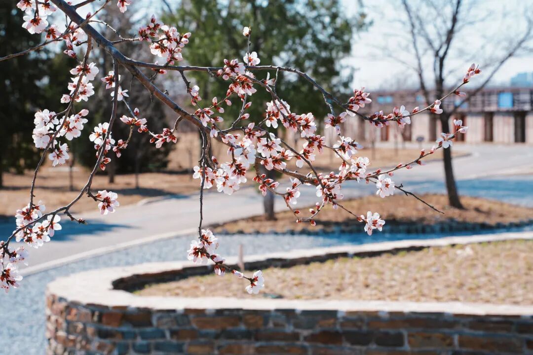 4月1日，永定河中堤恢復(fù)開(kāi)放！